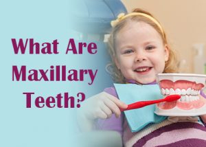 Granbury dentists Dr. Buske, Dr. Okada, and Dr. Grammer of Granbury Dental Center discusses maxillary teeth—what they are, and how they function in the mouth.